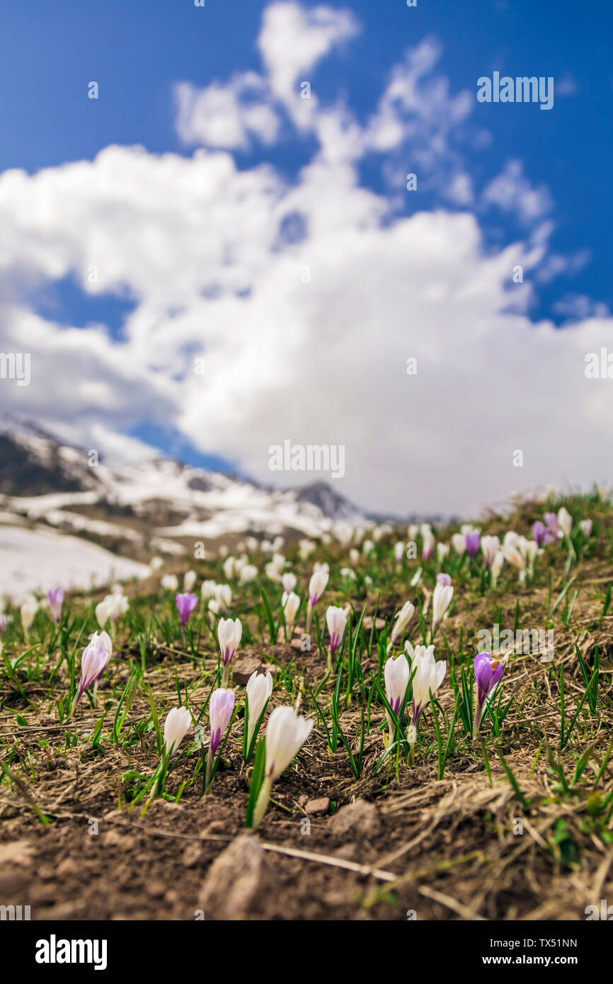 Italien, Trentino Alto-Adige, San Pellegrino, Feld mit wild Violett und Weiß krokus Blumen und Schneeschmelze Stockfoto