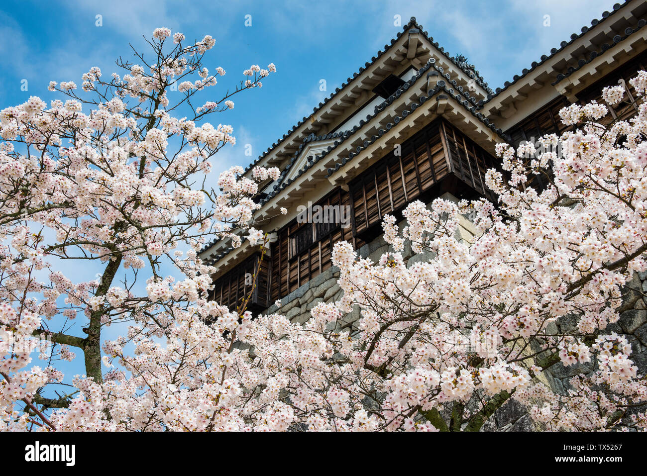 Japan, Shikoku, Matsuyama, Blick auf Matsuyama Schloss mit Kirschblüten im Vordergrund. Stockfoto