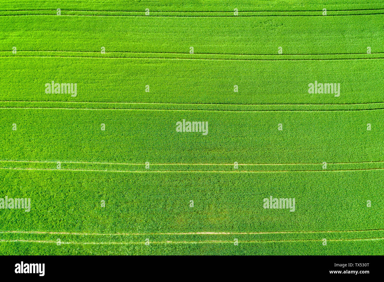 Deutschland, Baden-Württemberg, Rems-Murr-Kreis, Luftaufnahme von grünem Feld im Frühling Stockfoto