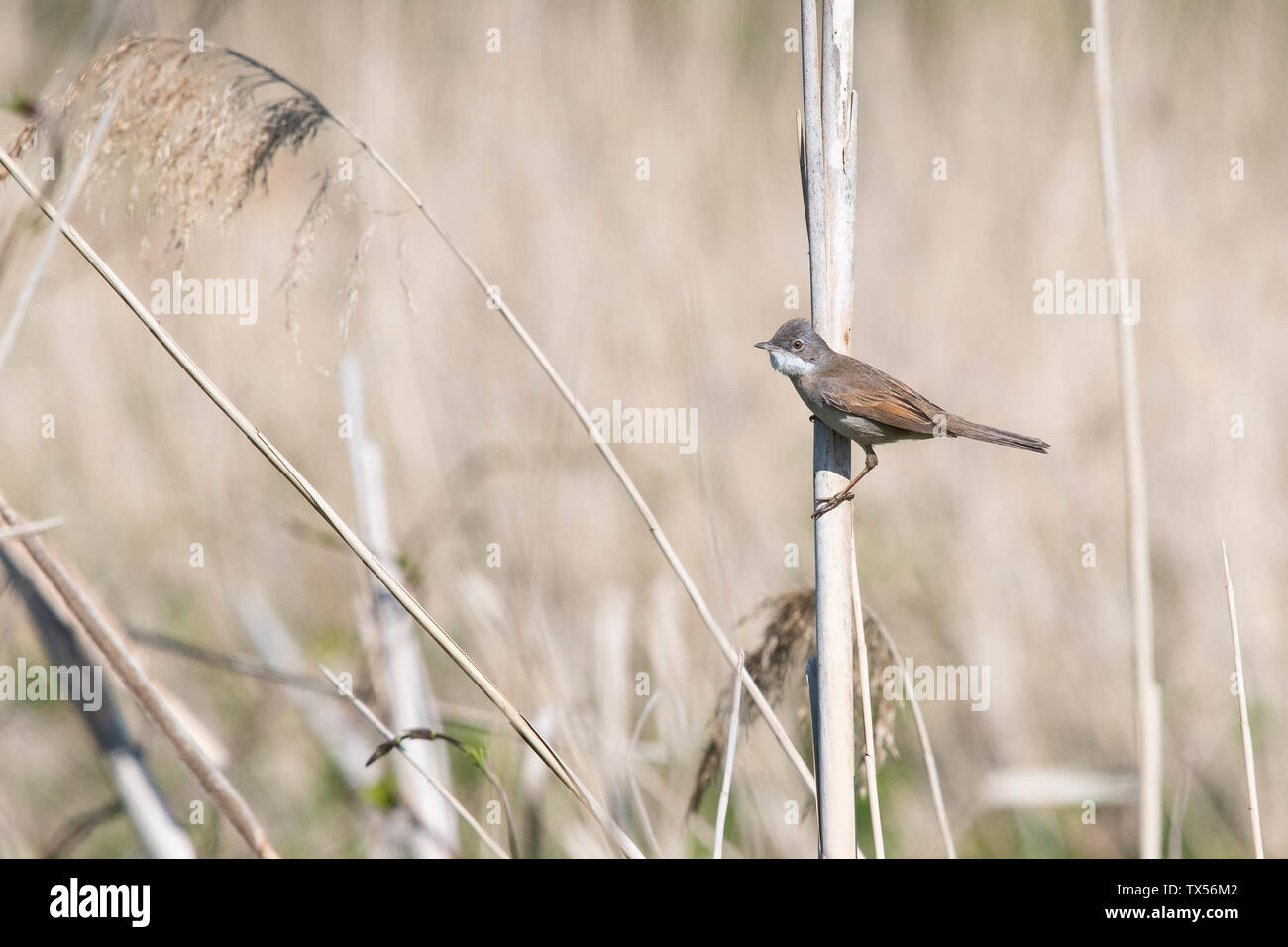 Common Whitethroat Vogel (Sylvia communis) Männlich - mit Fluffed Federn thront auf getrocknete Reed, Norfolk, England, Großbritannien Stockfoto