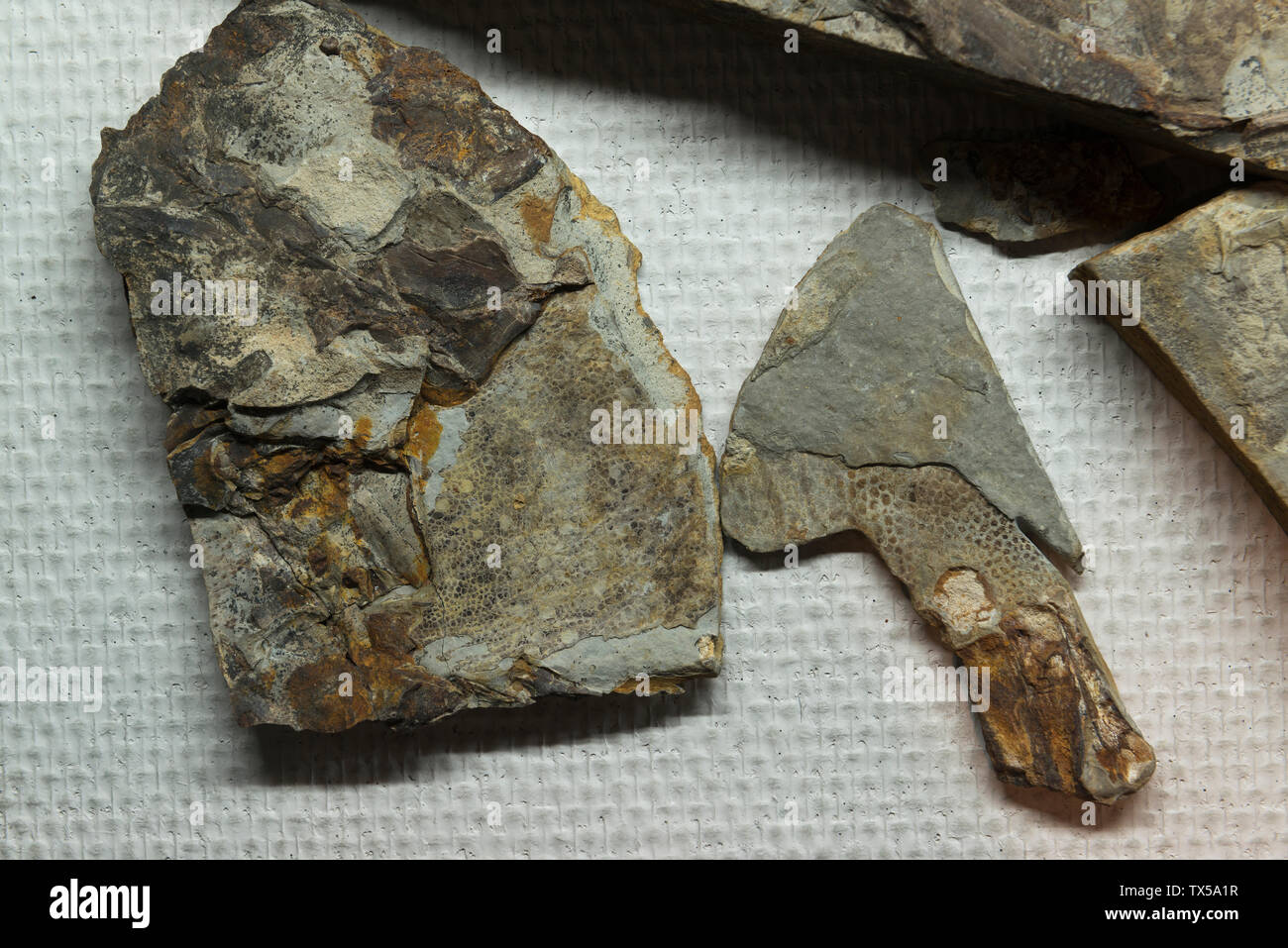 Fossilen Dinosaurier Haut und Knochen. Anfang der Kreidezeit. Lingyuan, Provinz Liaoning, China. Geologisches Museum von China. Stockfoto