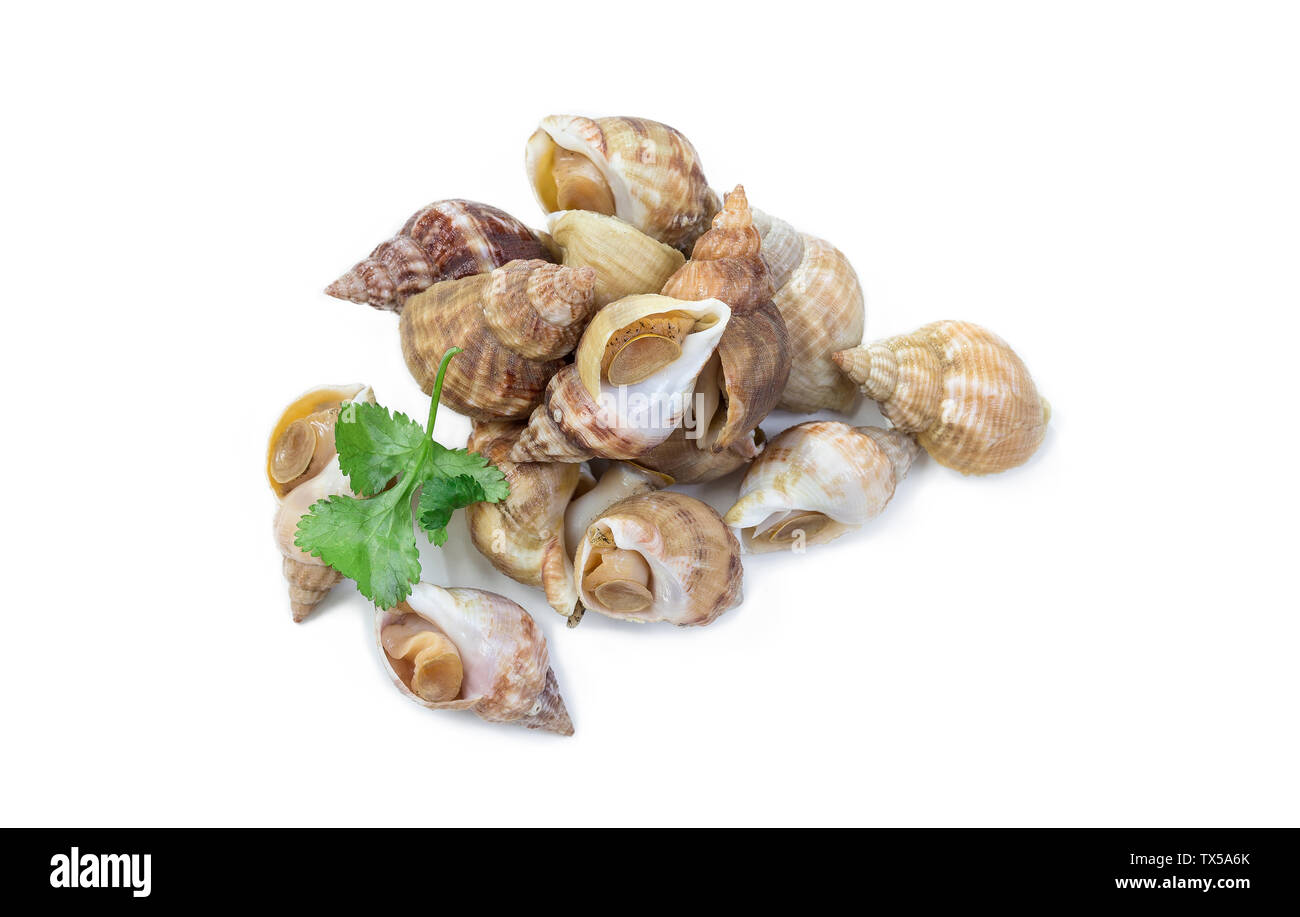 Ungekocht frisch Wellhornschnecken oder seeschnecken auf einem weißen studio Hintergrund isoliert. Stockfoto