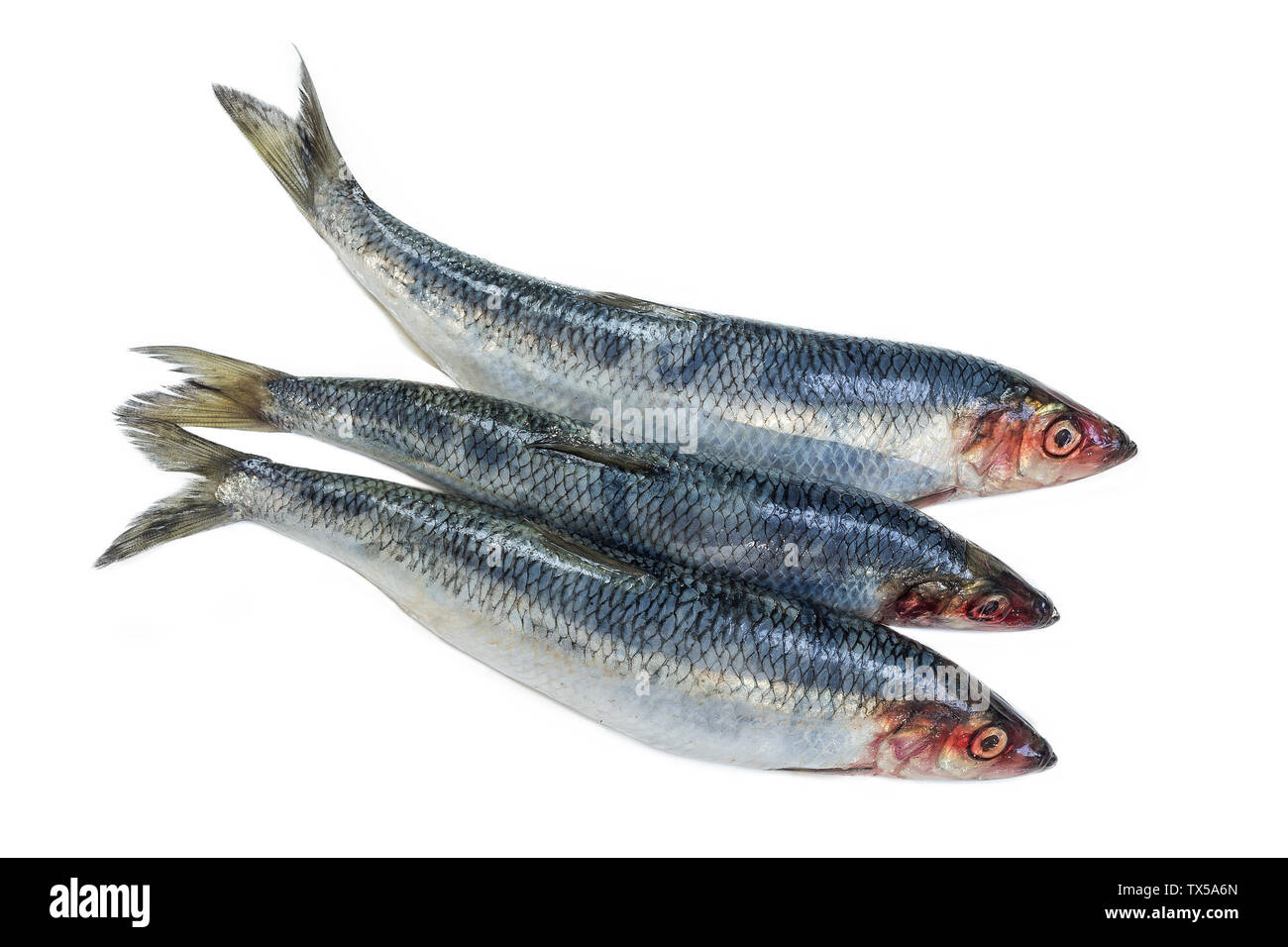 Drei frische Heringe Fisch isoliert auf weißem Hintergrund Stockfoto