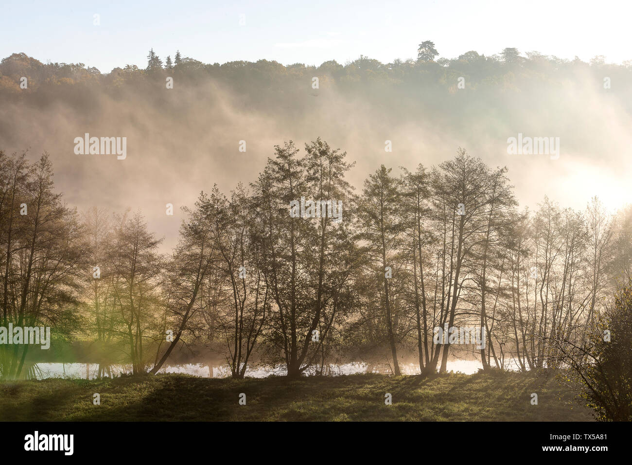 Morgens diesig, die Sonne hinter den Bäumen in einem kleinen Wald mit Nebel shinning. Abstrakte visuelle Textur. Stockfoto