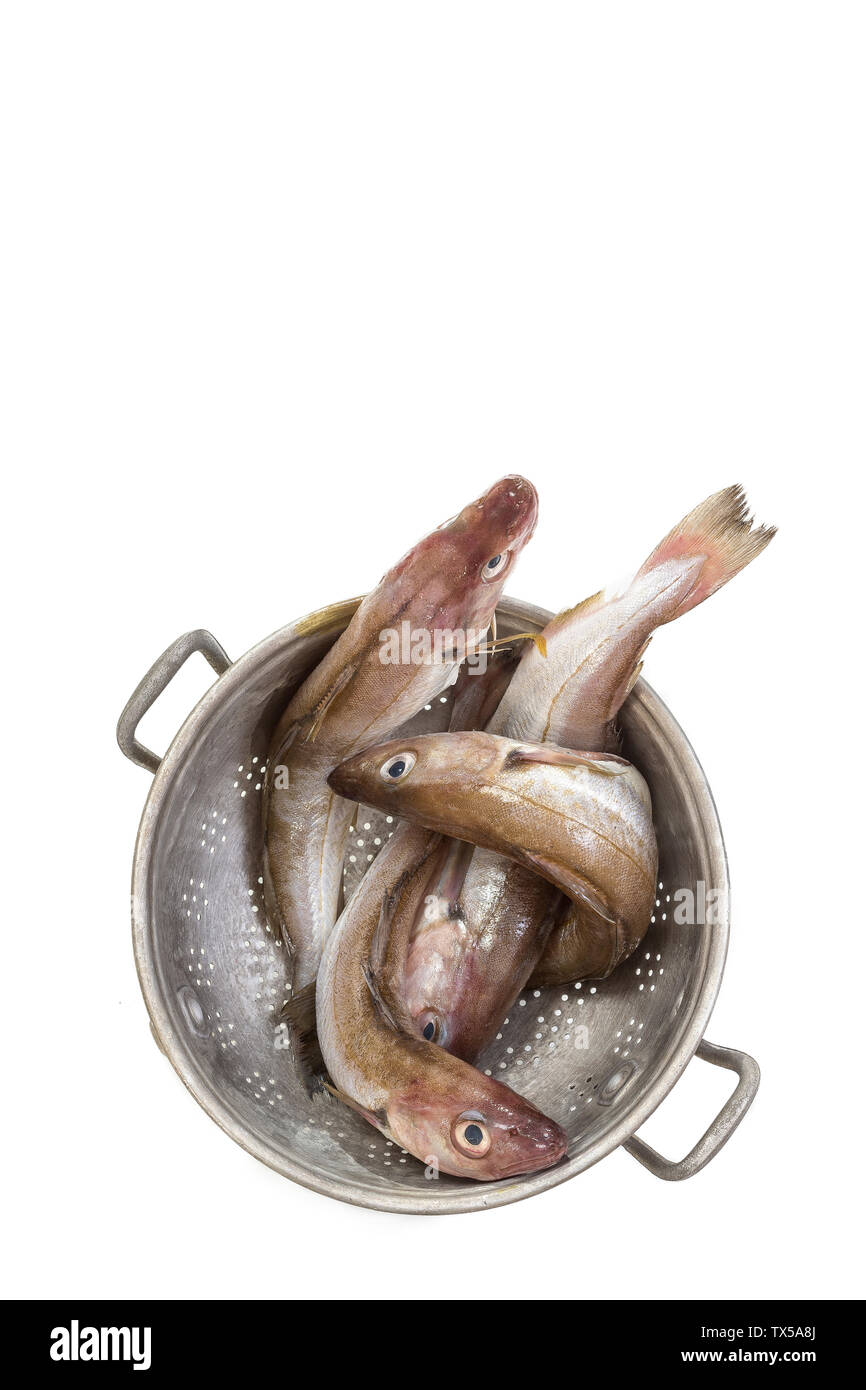 Merlangus Wittling oder essen Fisch in Metall auf weißem Hintergrund, Platz für Text Stockfoto