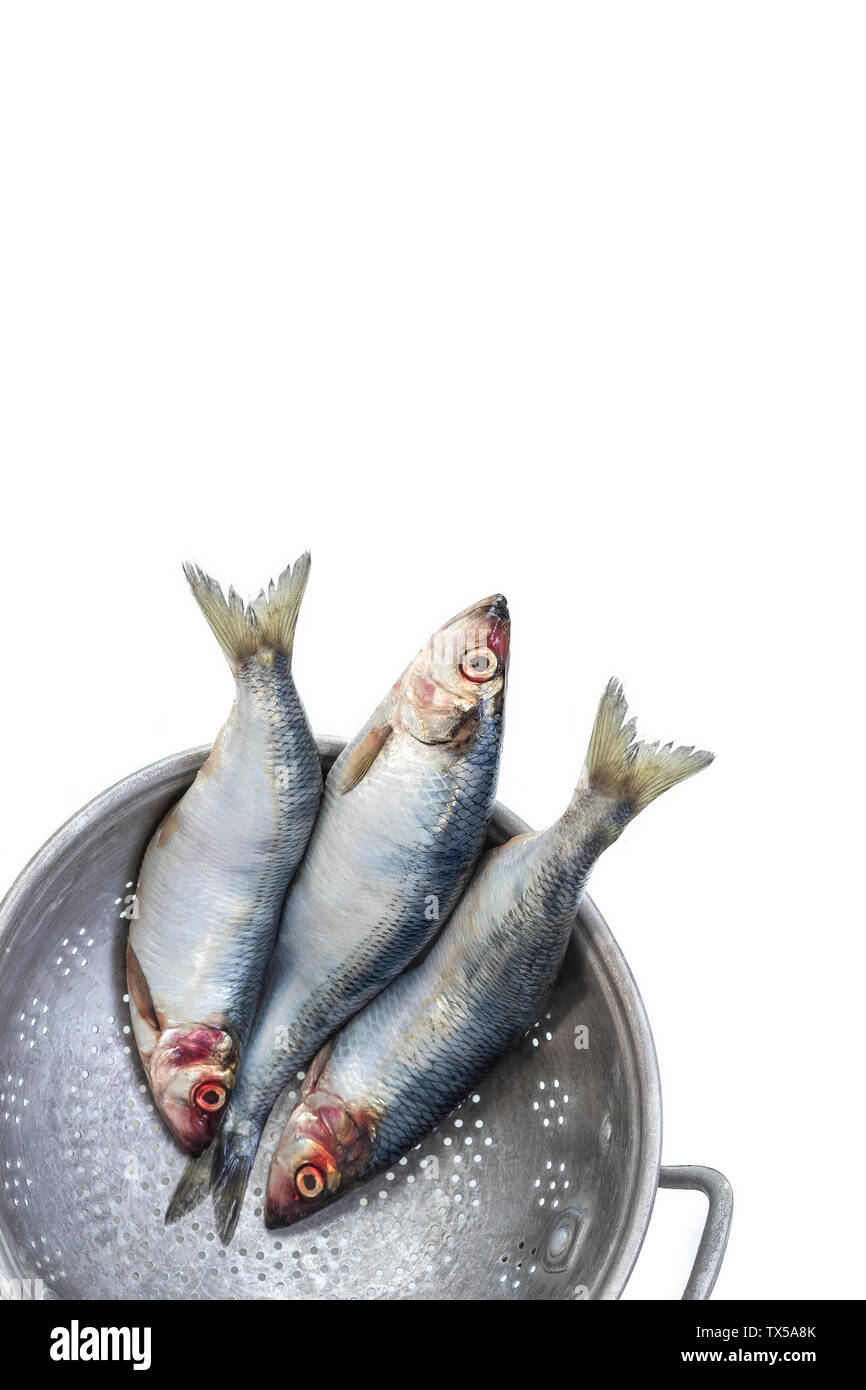 Drei frische Heringe Fisch in Eisen Sieb auf weißem Hintergrund Stockfoto
