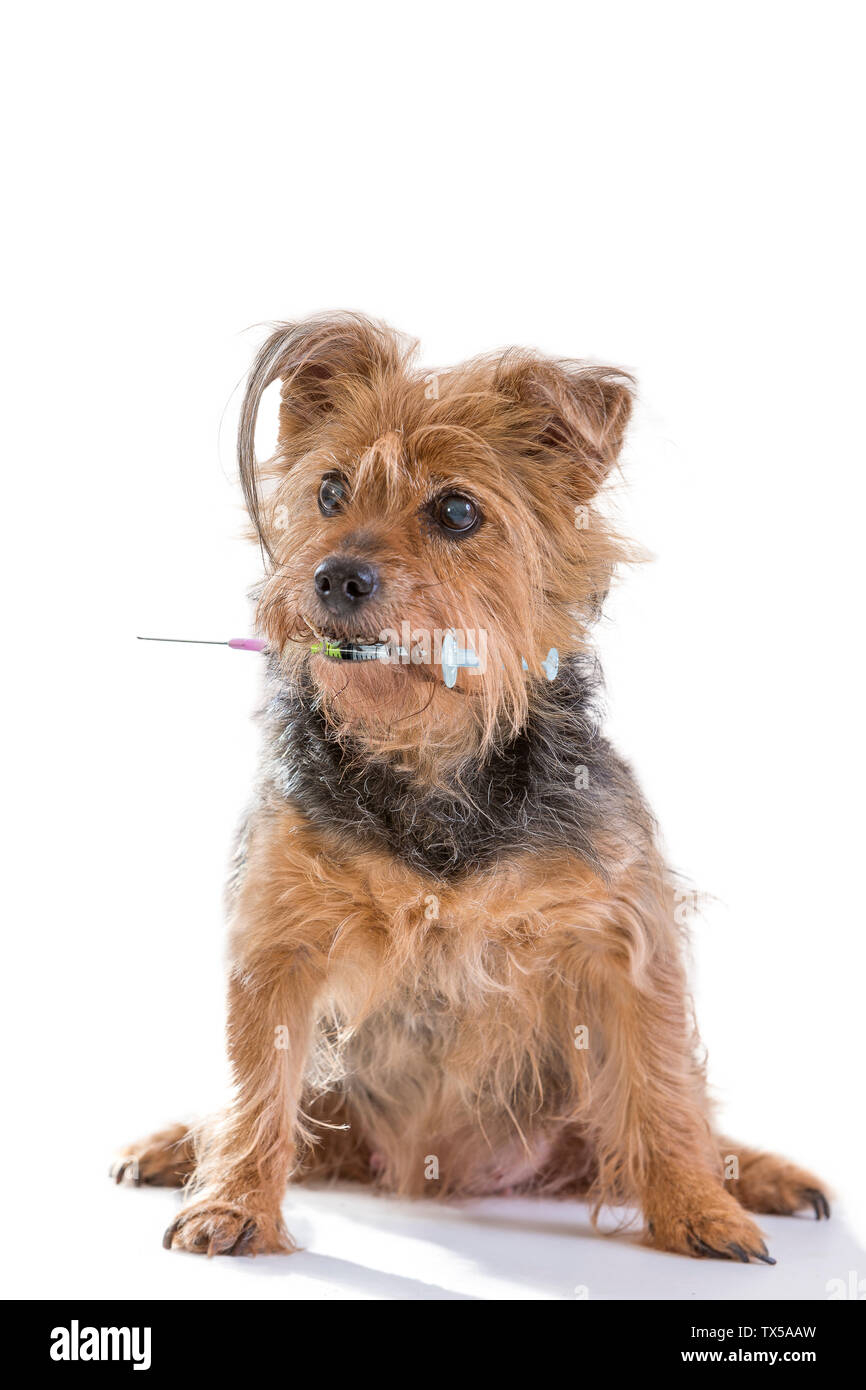 Konzept der Hund Impfung: Yorkshire Terrier Hund und die Spritze in den Mund gegen den weißen Hintergrund Stockfoto