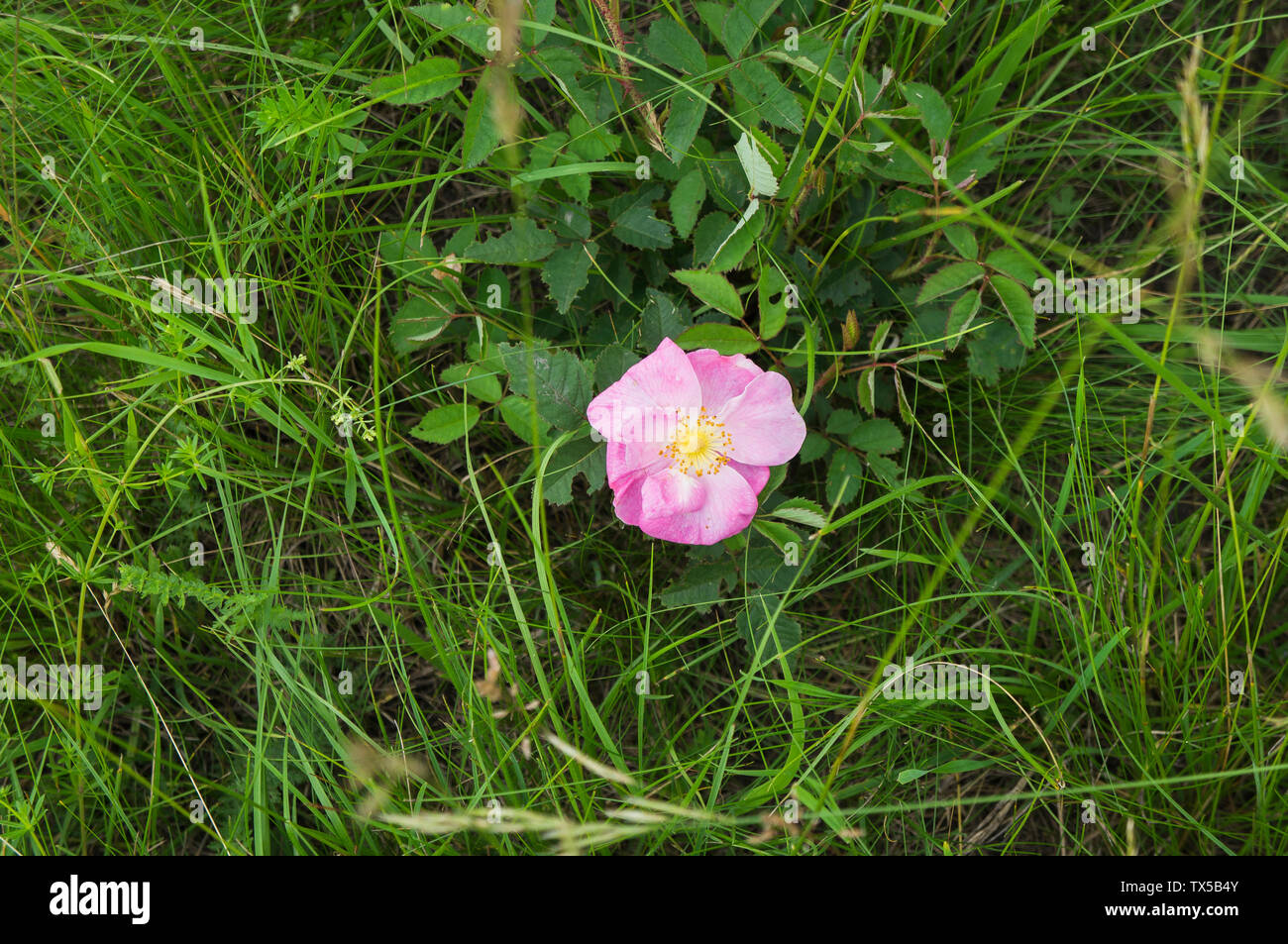 Rosa gallica, die gallische Rose, französische Rose, Rose von Provins im Natura 2000 Naturschutzgebiet Miliovy louky, Blatnicka, Region Südmähren, Tschechische Republik Stockfoto