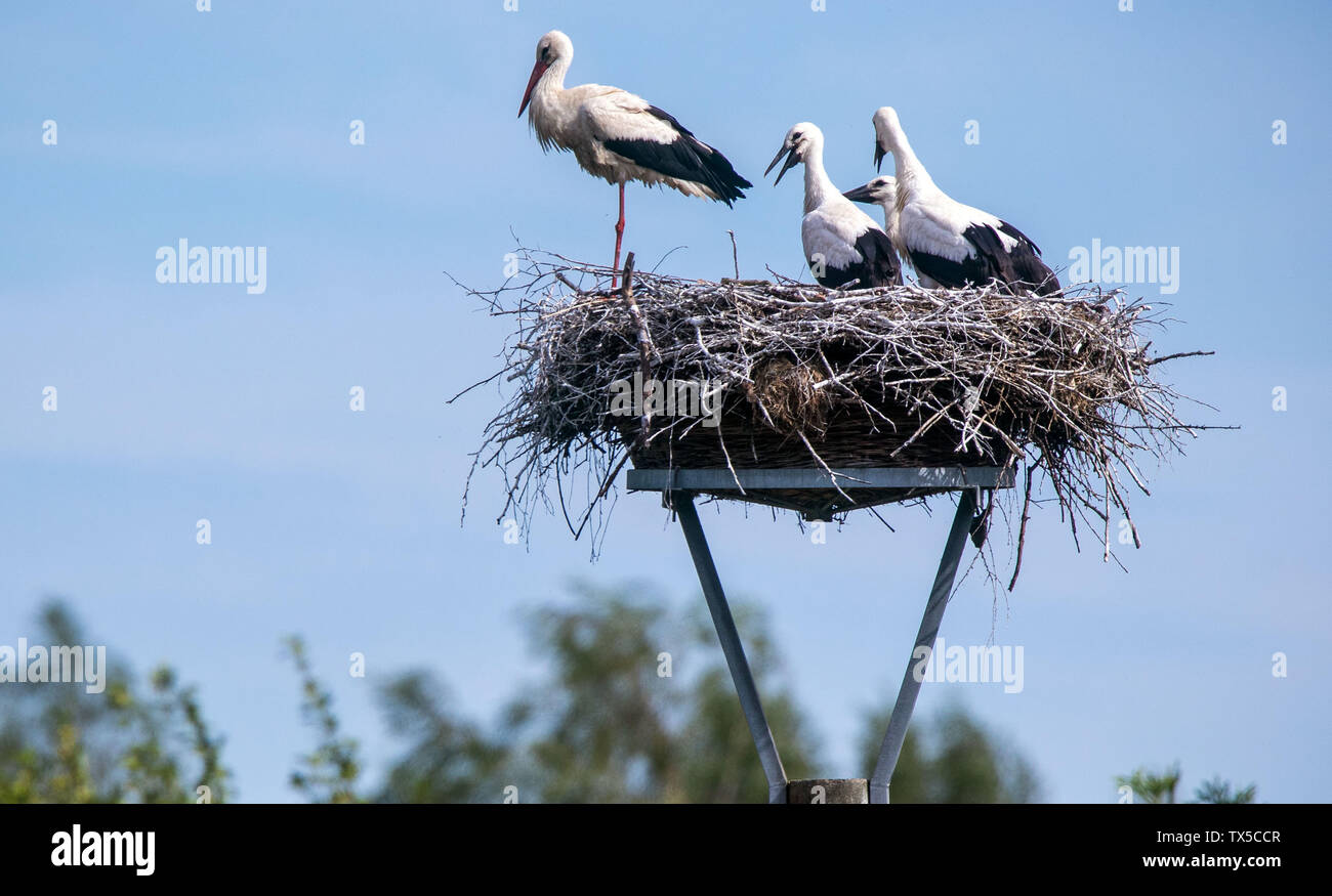 Cammin, Deutschland. 24. Juni, 2019. Ein alter Vogel und drei junge Tiere stehen in ein Storchennest. Der Storch Experten sind auf der Straße in Mecklenburg, messen die jungen Störche in ihren Nestern und Befestigung der Ringe. Credit: Jens Büttner/dpa-Zentralbild/dpa/Alamy leben Nachrichten Stockfoto