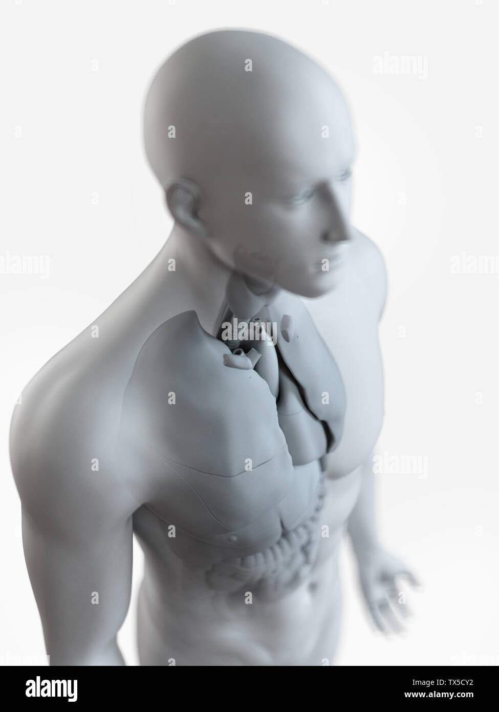 Mann anatomie innere organe -Fotos und -Bildmaterial in hoher Auflösung ...