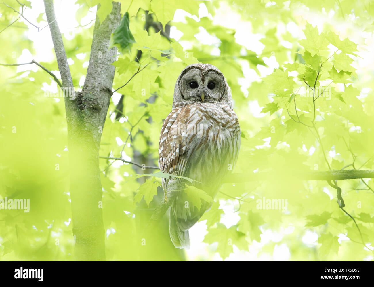 Verjähren in Owl (Strix varia) auf einem Zweig im Frühjahr Wald thront Jagt für eine Mahlzeit in Kanada Stockfoto