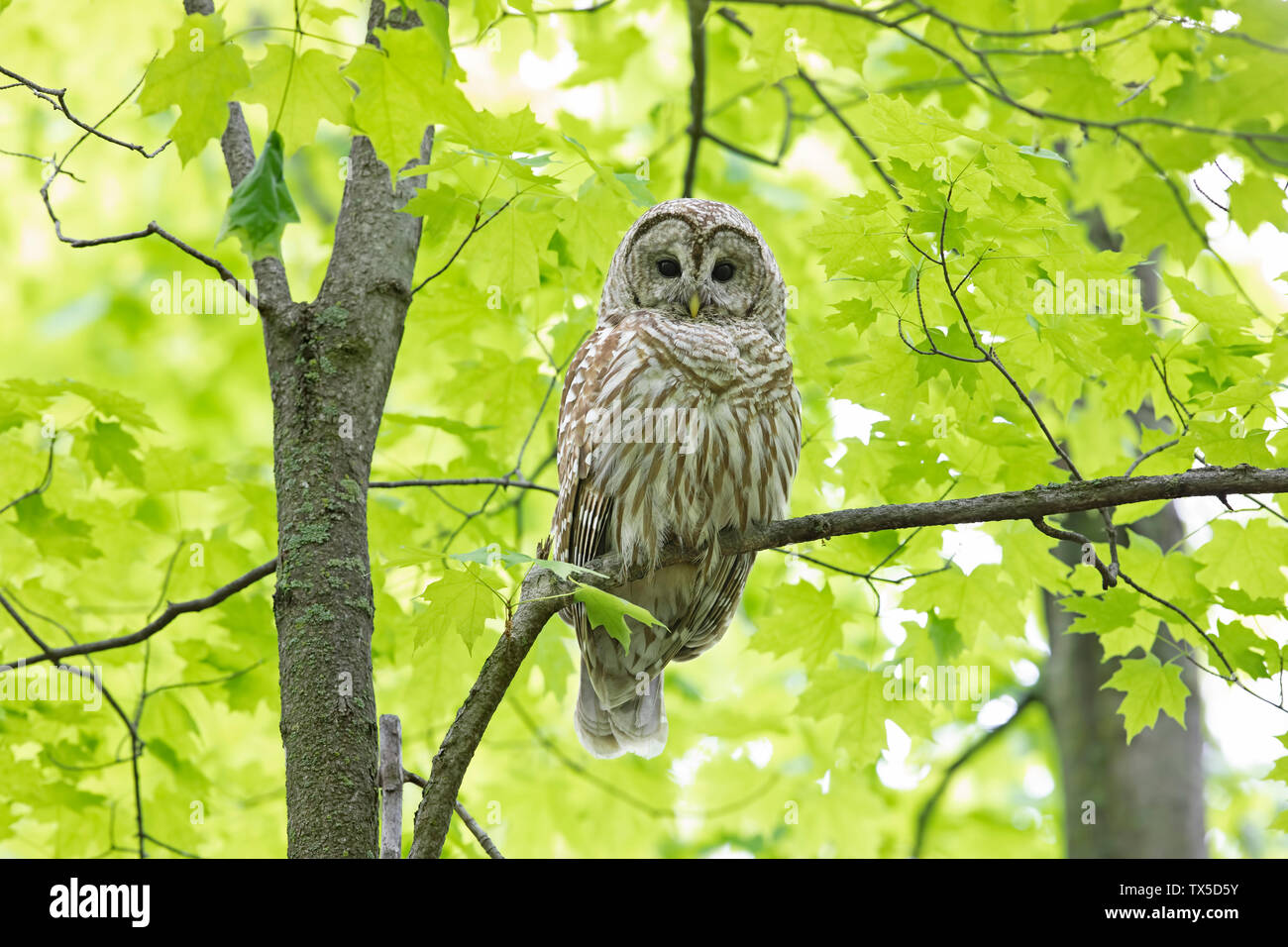 Verjähren in Owl (Strix varia) auf einem Zweig im Frühjahr Wald thront Jagt für eine Mahlzeit in Kanada Stockfoto