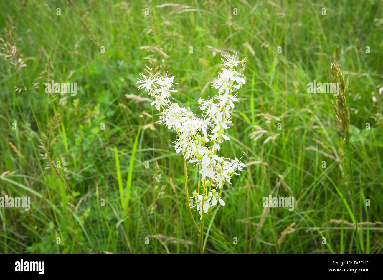 Filipendula vulgaris, Dropwort, Farnblatt Dropwort im Natura 2000 Naturschutzgebiet Miliovy louky, Blatnicka, Region Südmähren, Tschechische Republik, Juni Stockfoto