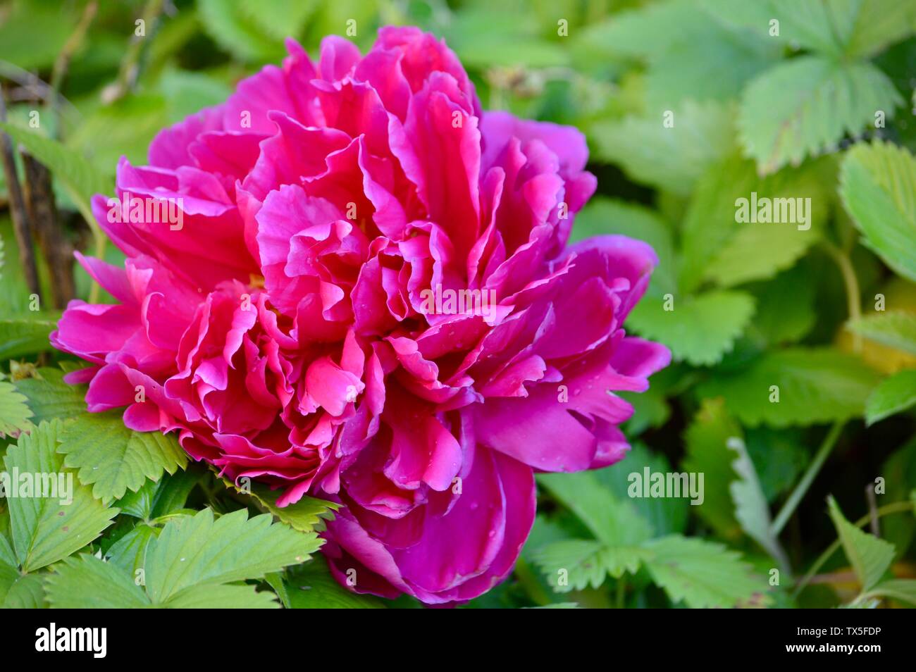 Schöne rosa Pfingstrose Blüte Stockfoto