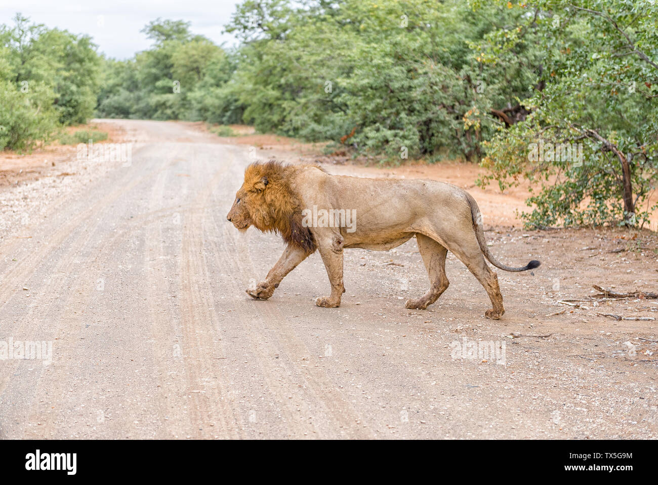 Ein männlicher Löwe mit Mähne, Panthera leo, Überqueren einer Schotterstraße Stockfoto