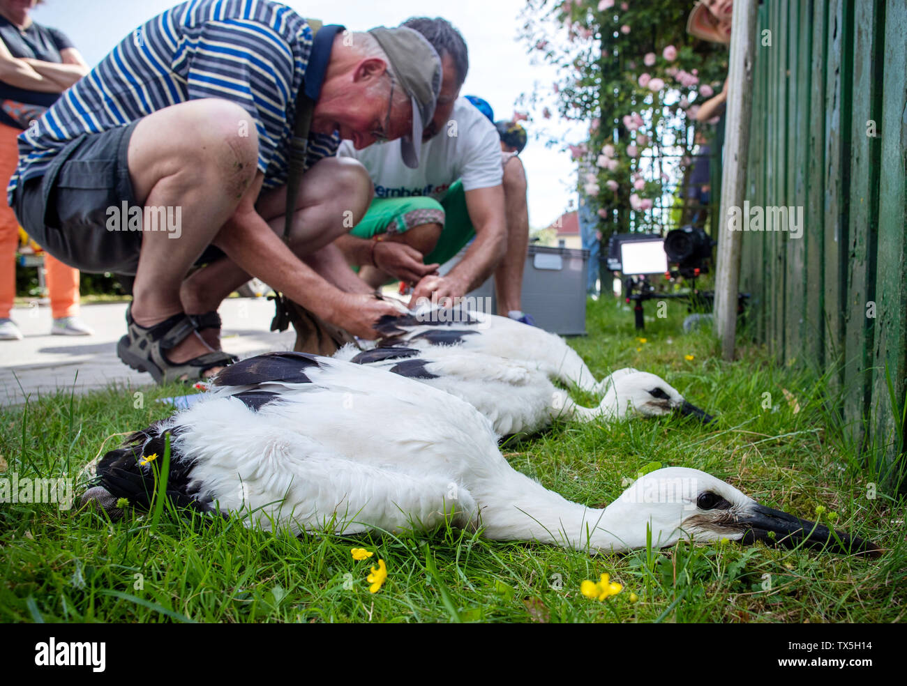 Cammin, Deutschland. 24. Juni, 2019. Vogel ringers Setzen der Markierung Ringe auf die Beine der drei Jungstörche. Der Storch Experten sind auf der Straße in Mecklenburg, messen die jungen Störche in ihren Nestern und Befestigung der Ringe. Credit: Jens Büttner/dpa-Zentralbild/dpa/Alamy leben Nachrichten Stockfoto