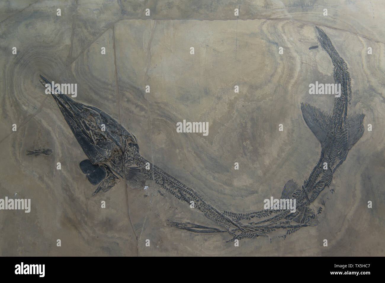Fossile von Eosaurichthys sp. Mittleren Trias. Guiyang, Provinz Yunnan, China. Geologisches Museum von China. Stockfoto