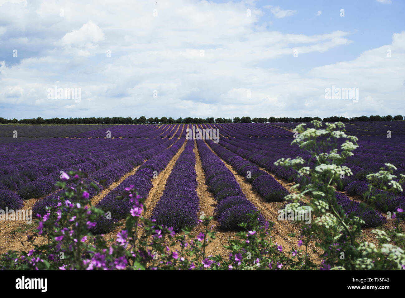 Lavendelfelder, Norfolk Lavender, Großbritannien Stockfoto