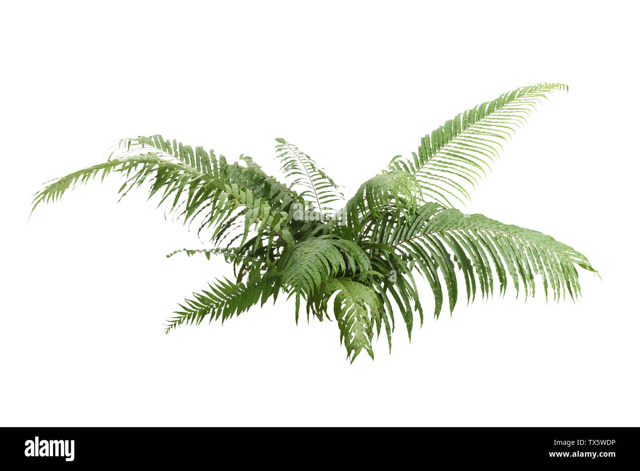 fargesia murielae giftig Fargesia murielae ‚Dino' / Riesen Gartenbambus main image 1