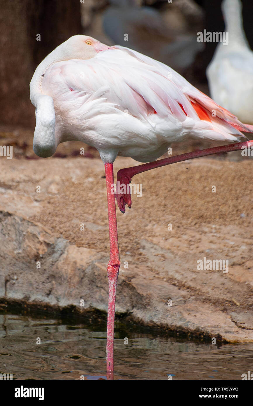 Rosa flamingo ruht mit seinem Schnabel zwischen den Flügeln und auf einem Bein Stockfoto