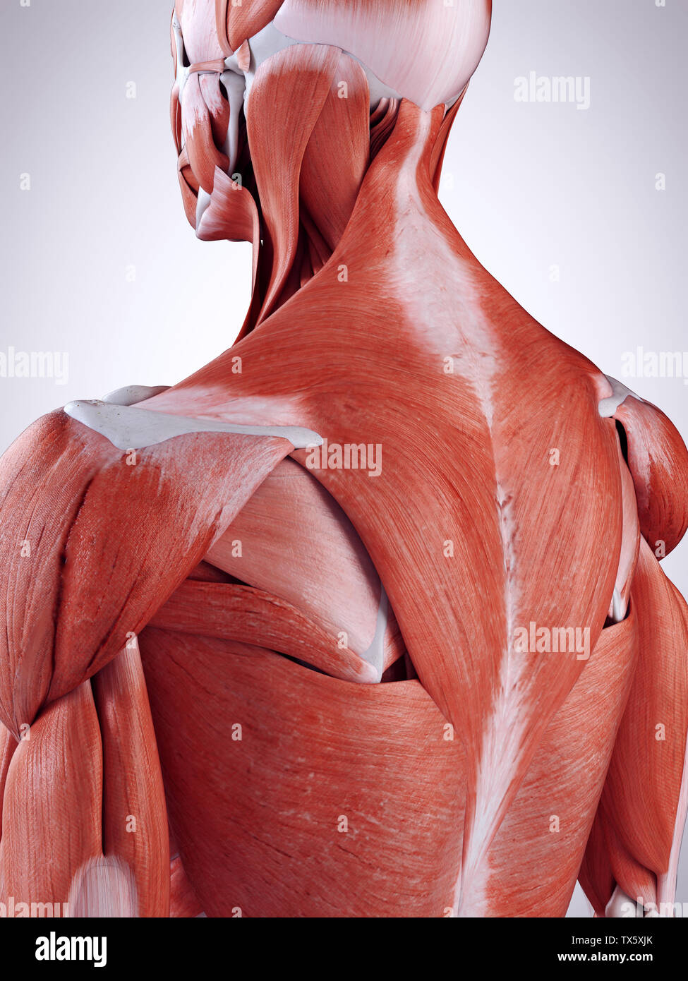 3D-gerenderte Medizinisch genaue Abbildung der oberen Rückenmuskulatur Stockfoto