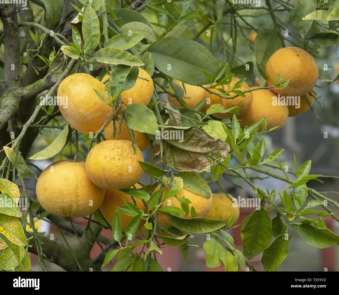 Fülle von Orangen am Baum closeup auf Mallorca, Spanien. Stockfoto