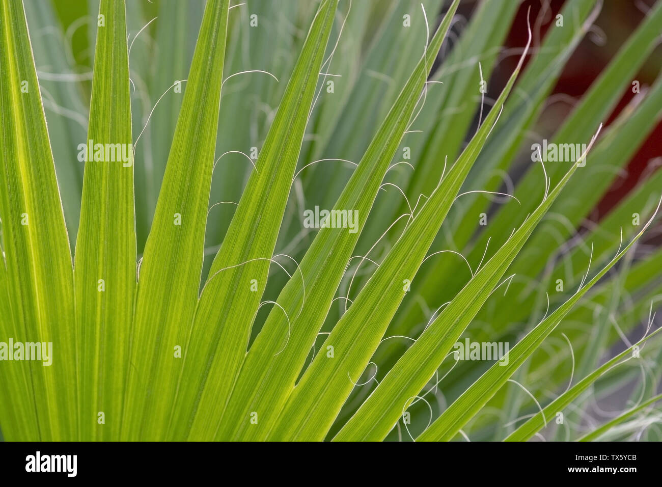 Palmen Chamaerops humilis Zwergpalme endemisch auf Mallorca, Spanien. Stockfoto