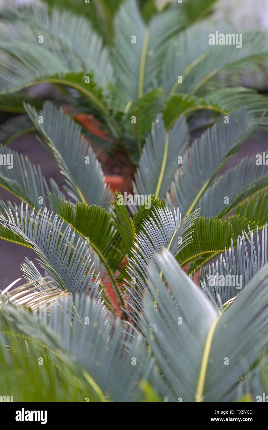 Palm Blätter Cycas revoluta Palmen in Töpfen in Mallorca, Spanien. Stockfoto