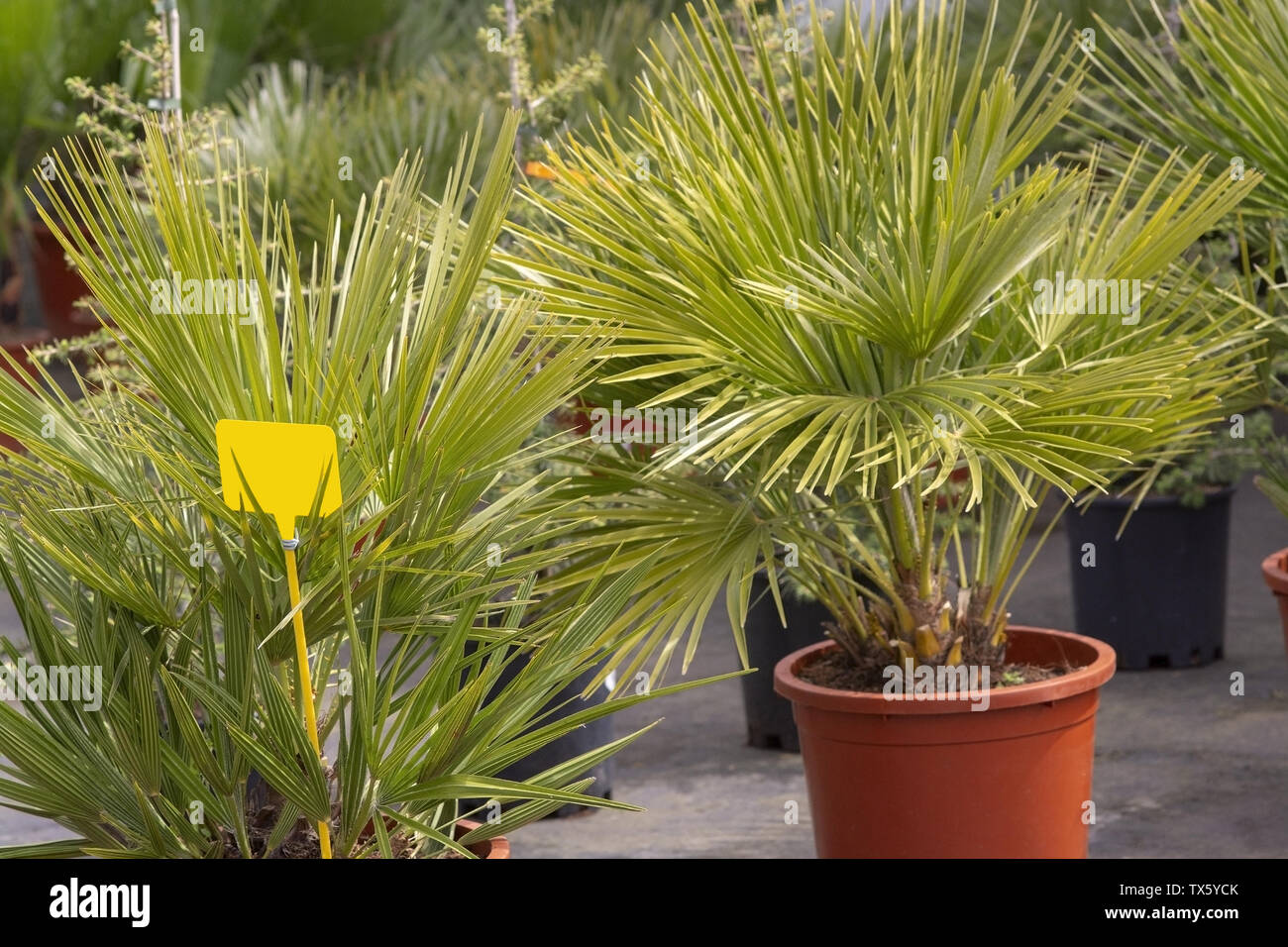Palmen Chamaerops humilis Zwergpalme endemisch auf Mallorca, Spanien. Stockfoto