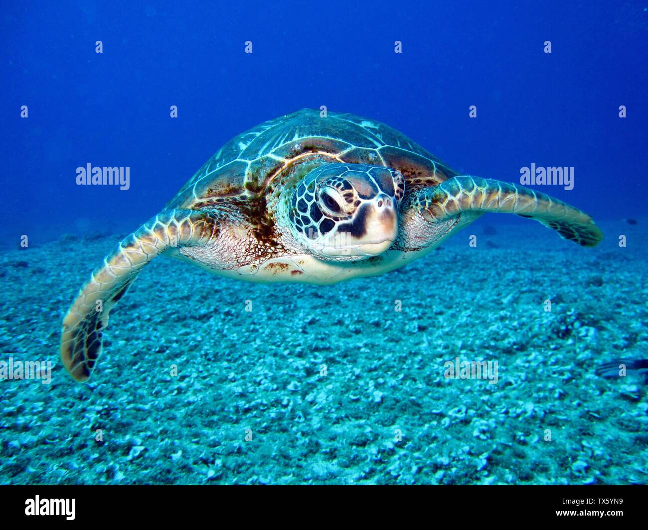 Schildkröte, Testudines Stockfoto