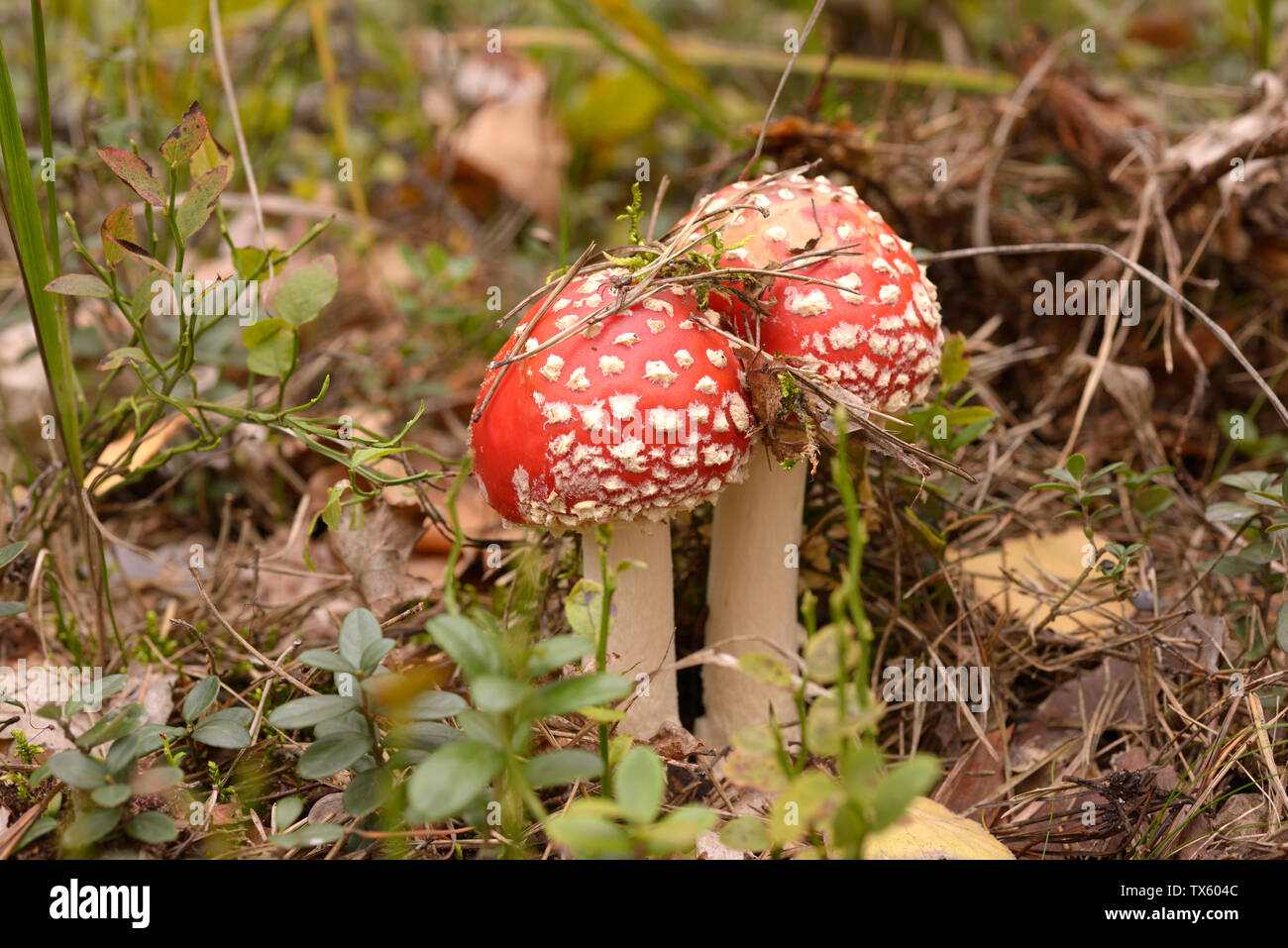 Fly agaric Pilze wachsen auf dem Boden Stockfoto