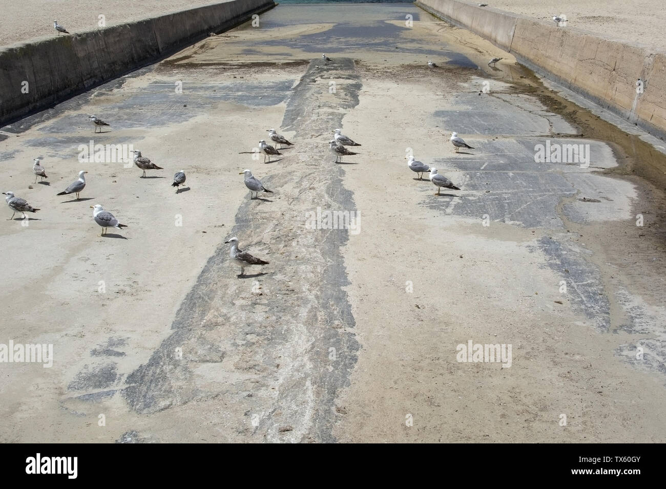 Trockenbeton Entwässerungskanal mit Vögeln und das Mittelmeer auf Mallorca, Spanien. Stockfoto