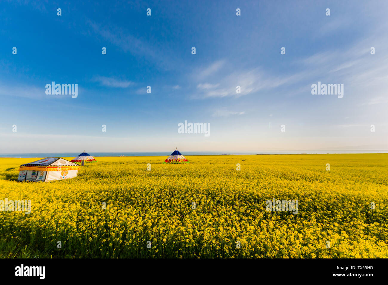 China Qinghai Qilian Berg Prairie Flower Meer Raps Landschaft Stockfoto