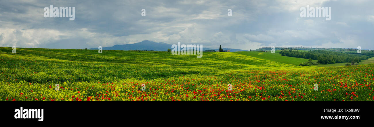 Panoramablick auf die toskanische Landschaft mit einem großen mohnfeld in der Umgebung des Dorfes von Pienza, Italien Stockfoto