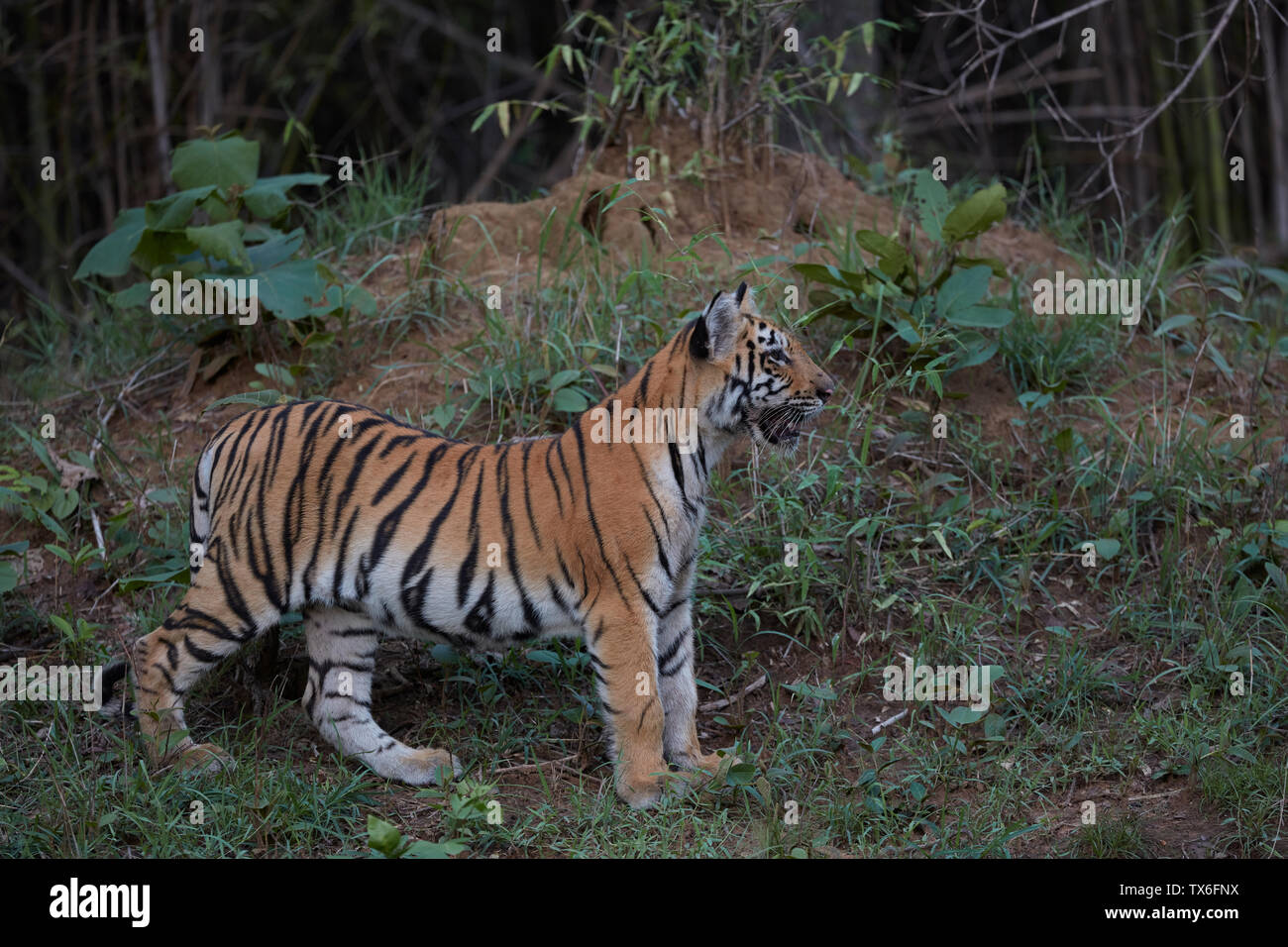 Maya Tigerin cub Beobachten ein Raub Tadoba Wald, Indien. Stockfoto