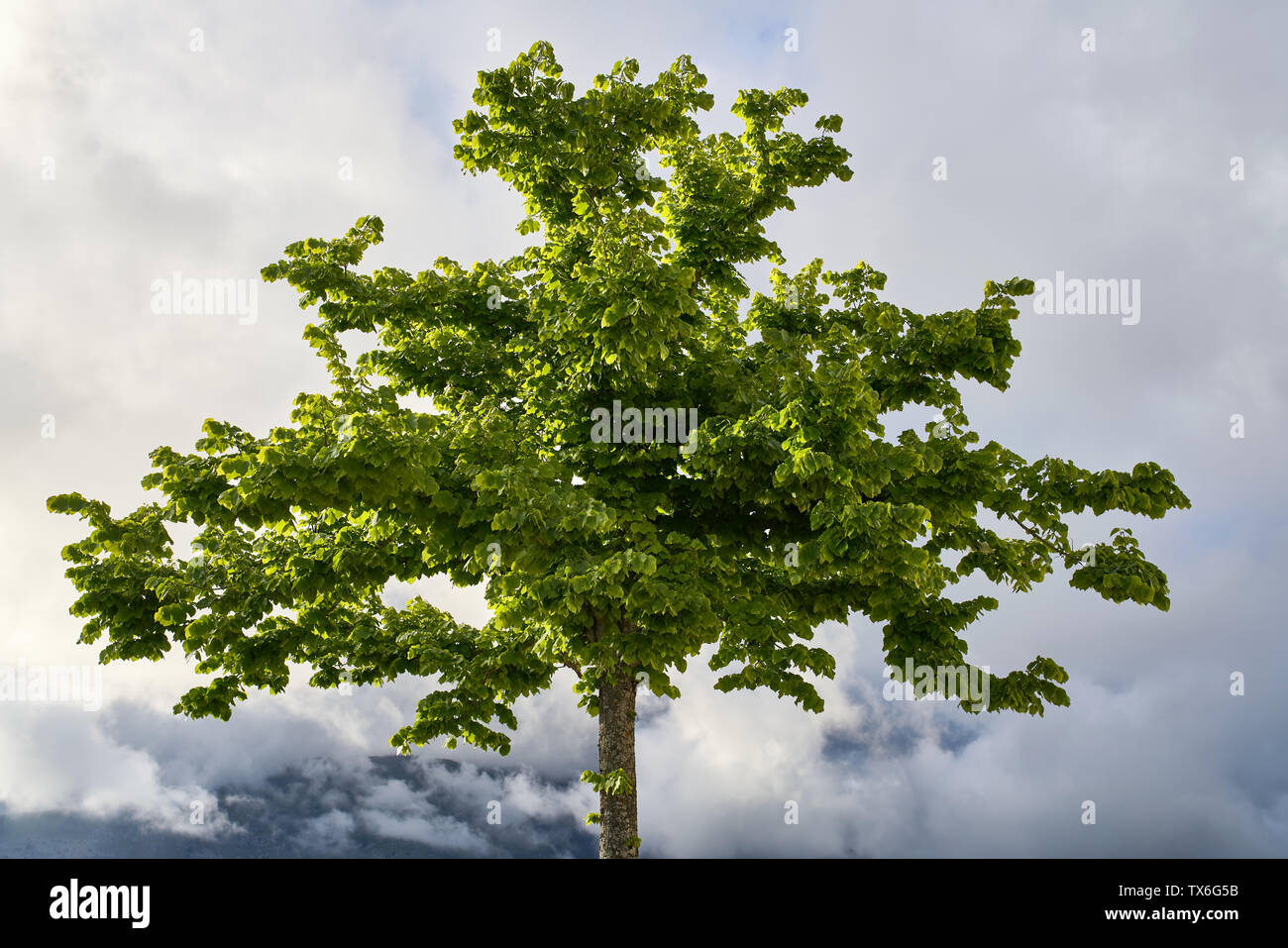 Einzelner grüner Baum mit üppigem Laub auf den Wolken Hintergrund. Sonnenlicht fällt auf, um es von den seitlichen. Closeup horizontale Foto. Stockfoto