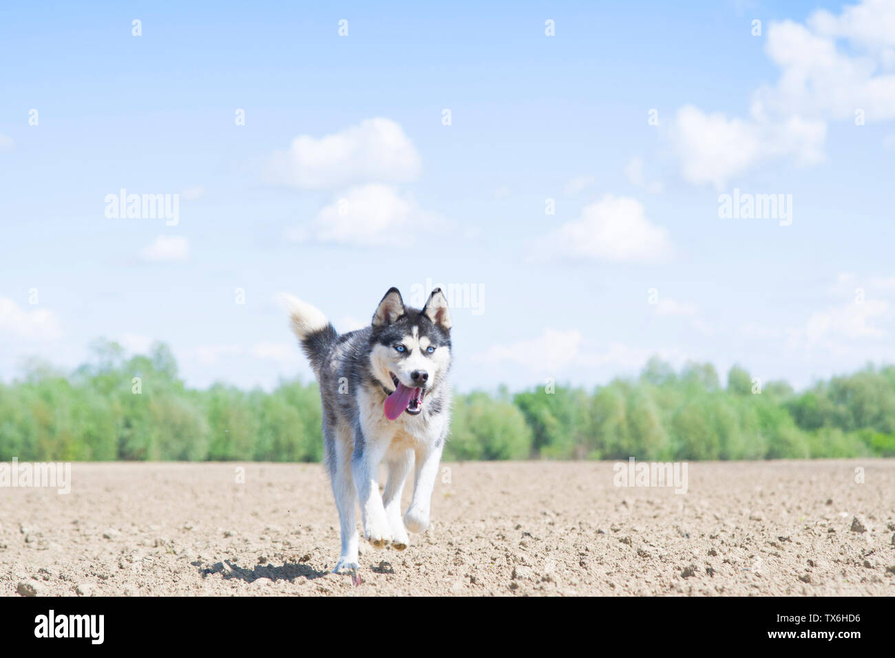 Siberian Husky im Frühjahr Feld Stockfoto