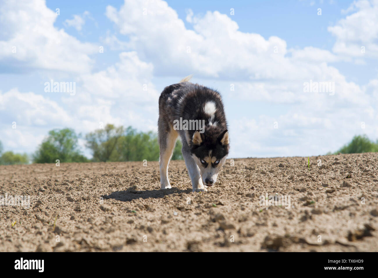 Siberian Husky im Frühjahr Feld Stockfoto