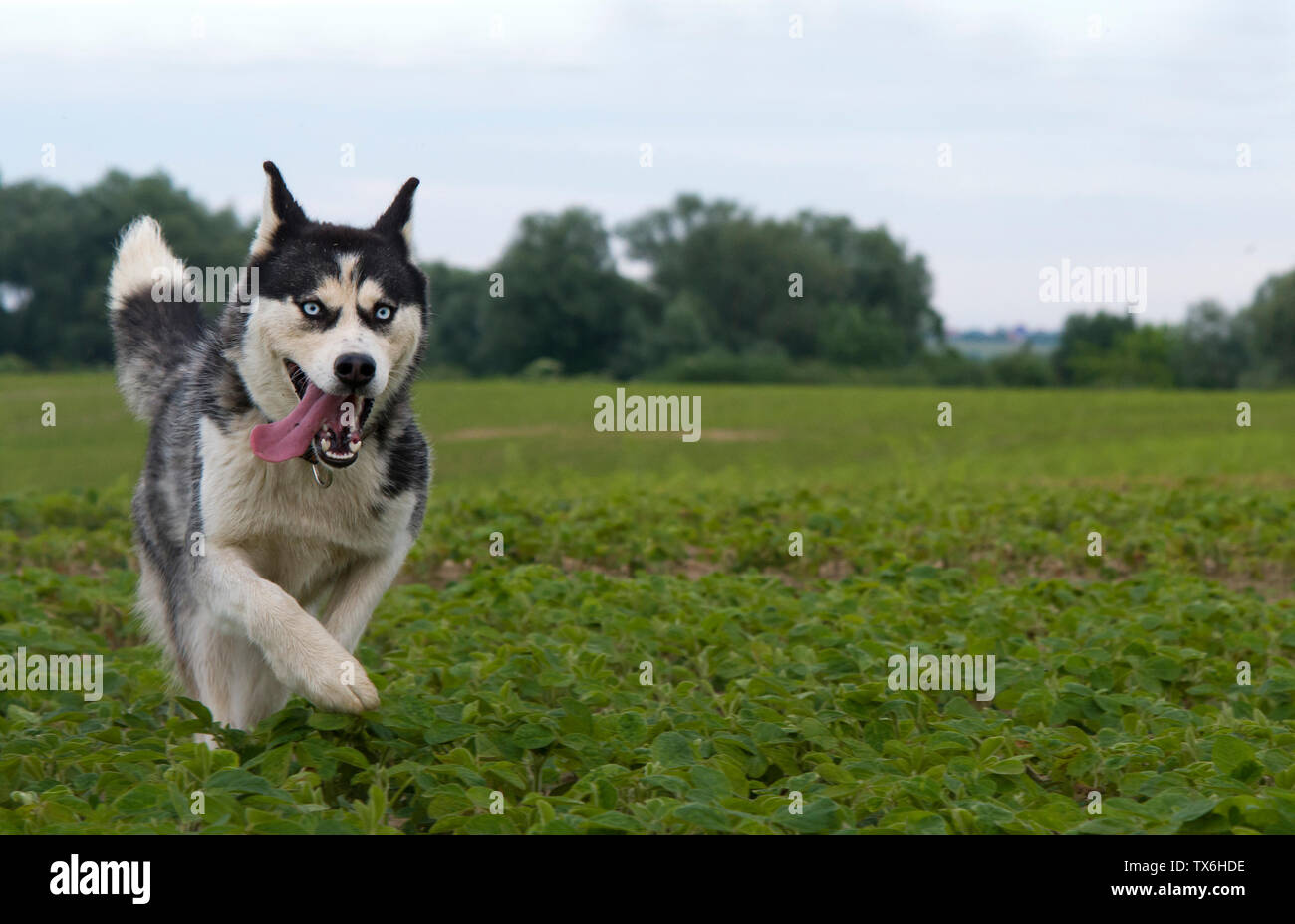 Siberian Husky im Frühjahr Feld Stockfoto