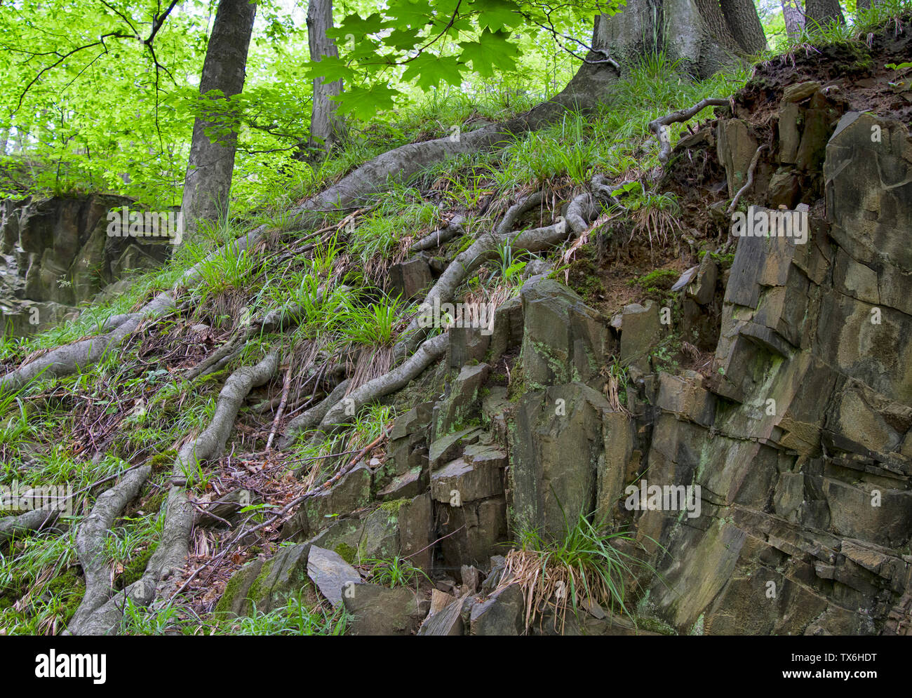 Die baumwurzeln auf dem Boden im Wald. Baumwurzeln Detailansicht. Stockfoto