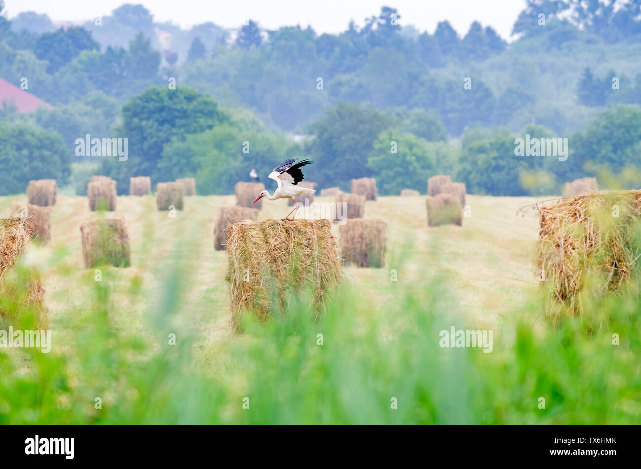 Weißstorch auf trockenem Heu Ballen in der grünen Wiese, in der Ukraine. Stork ist groß Langbeinige waten Vogel, mit weissen und schwarzen Federkleid. Stockfoto