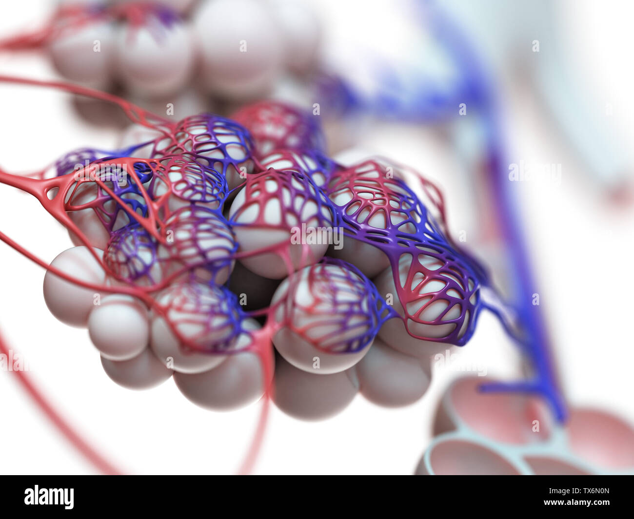 3D-Darstellung der menschlichen Lungenbläschen Stockfoto