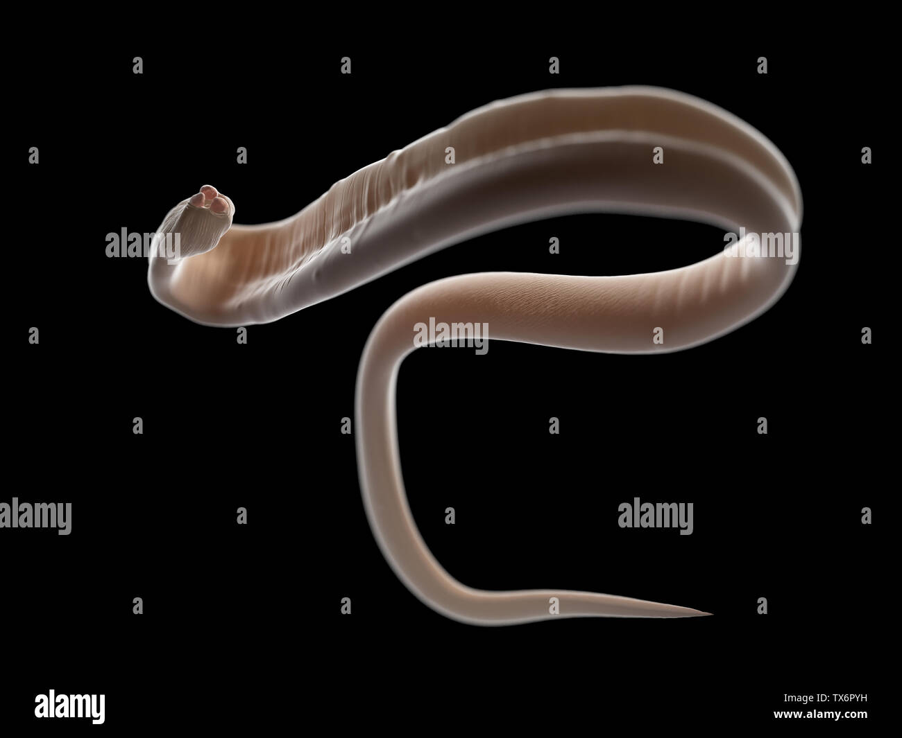 3D-Darstellung eines ascariasis Worm Stockfoto