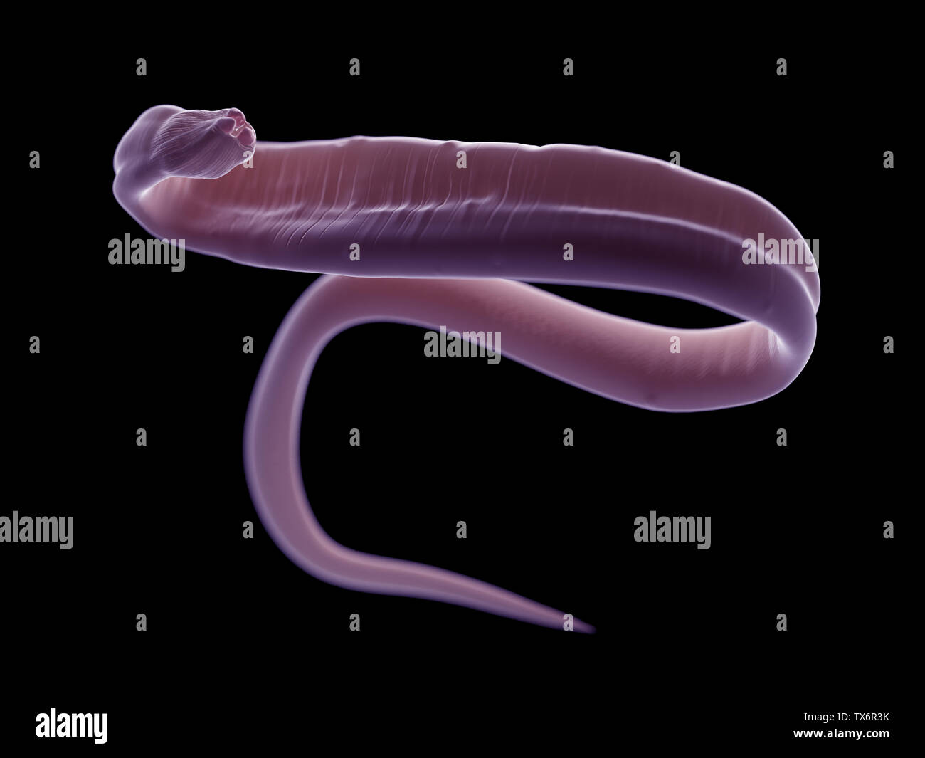 3D-Darstellung eines ascariasis Worm Stockfoto