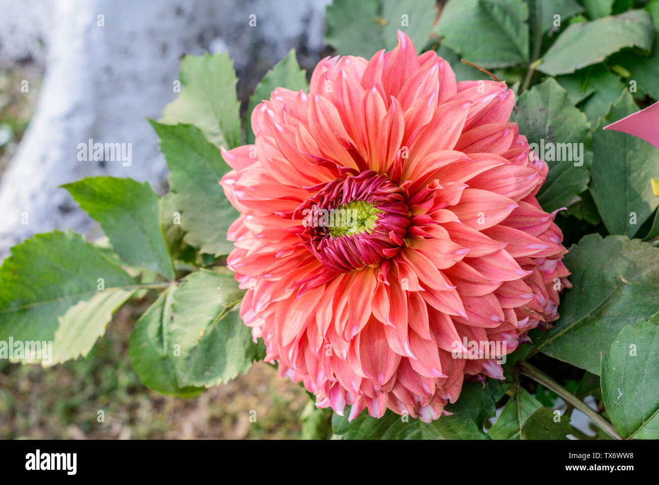 Sunflower Field Early Morning Stockfotos und -bilder Kaufen - Alamy