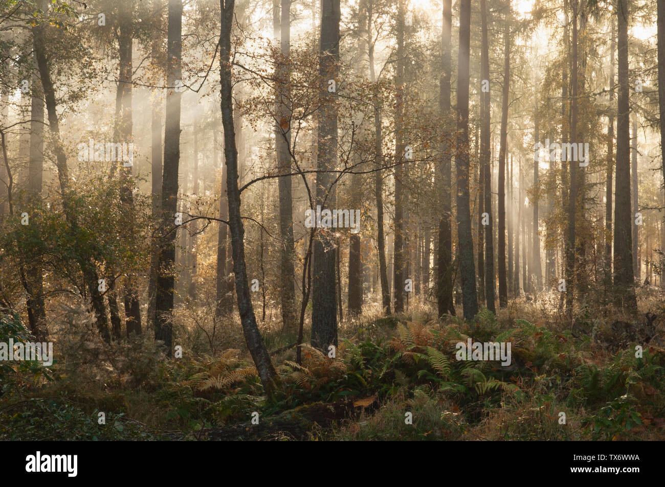 Nebligen Wald in der Nähe des Dorfes Marybank-Ross-shire, Schottland. Stockfoto