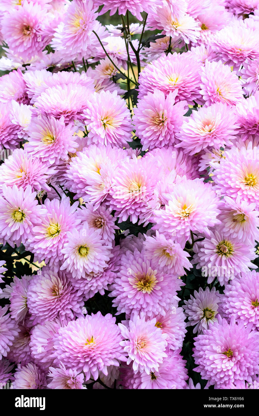 Kornelkirsche Blüte Stockfotos und -bilder Kaufen - Alamy