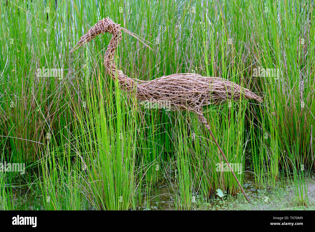 RSPB Pulborough Brooks, West Sussex, UK. Willow Skulptur eines Graureiher (Ardea cinerea) auf der Suche nach Fisch in einem Wildlife Teich im Naturschutzgebiet Stockfoto