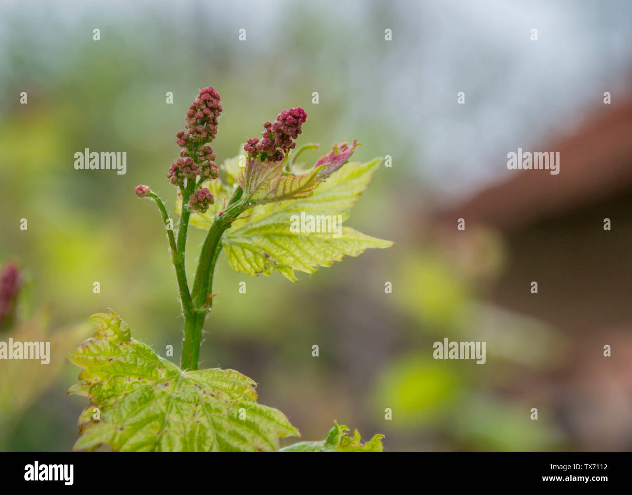 Kleine, frische grüne Blätter der Rebe. In der Nähe von blühenden Reben, Trauben, Blüte während des Tages. Traube Sämlinge auf einem Weinstock, kleinen Blütenknospen vor Stockfoto