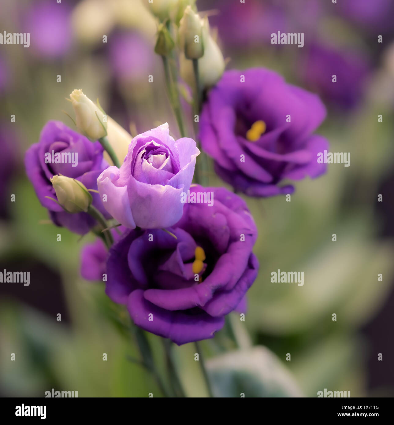 Violett Blau Rosa lisianthus Blüten, Knospen outdoor Makro, natürlichen unscharfen Hintergrund, detaillierte Textur Stockfoto